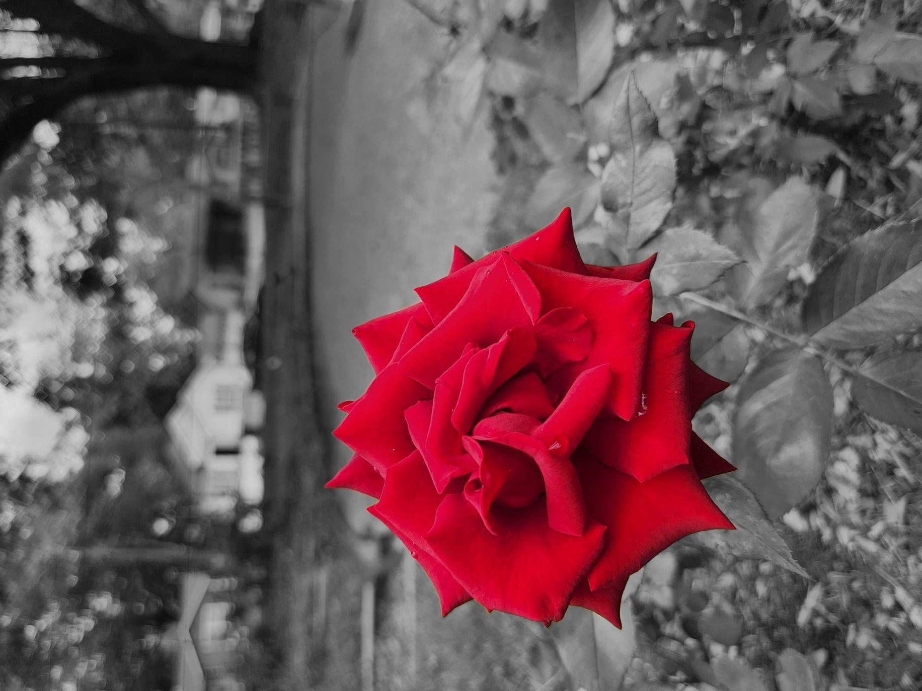 Rose Garden Rose