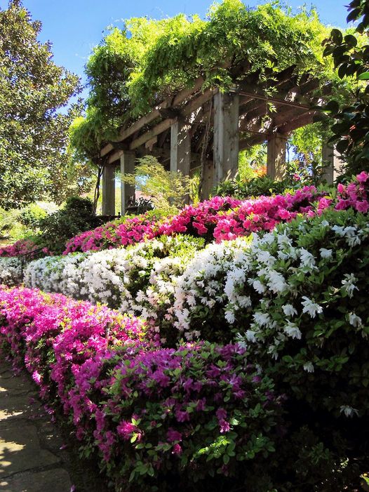 Azaleas