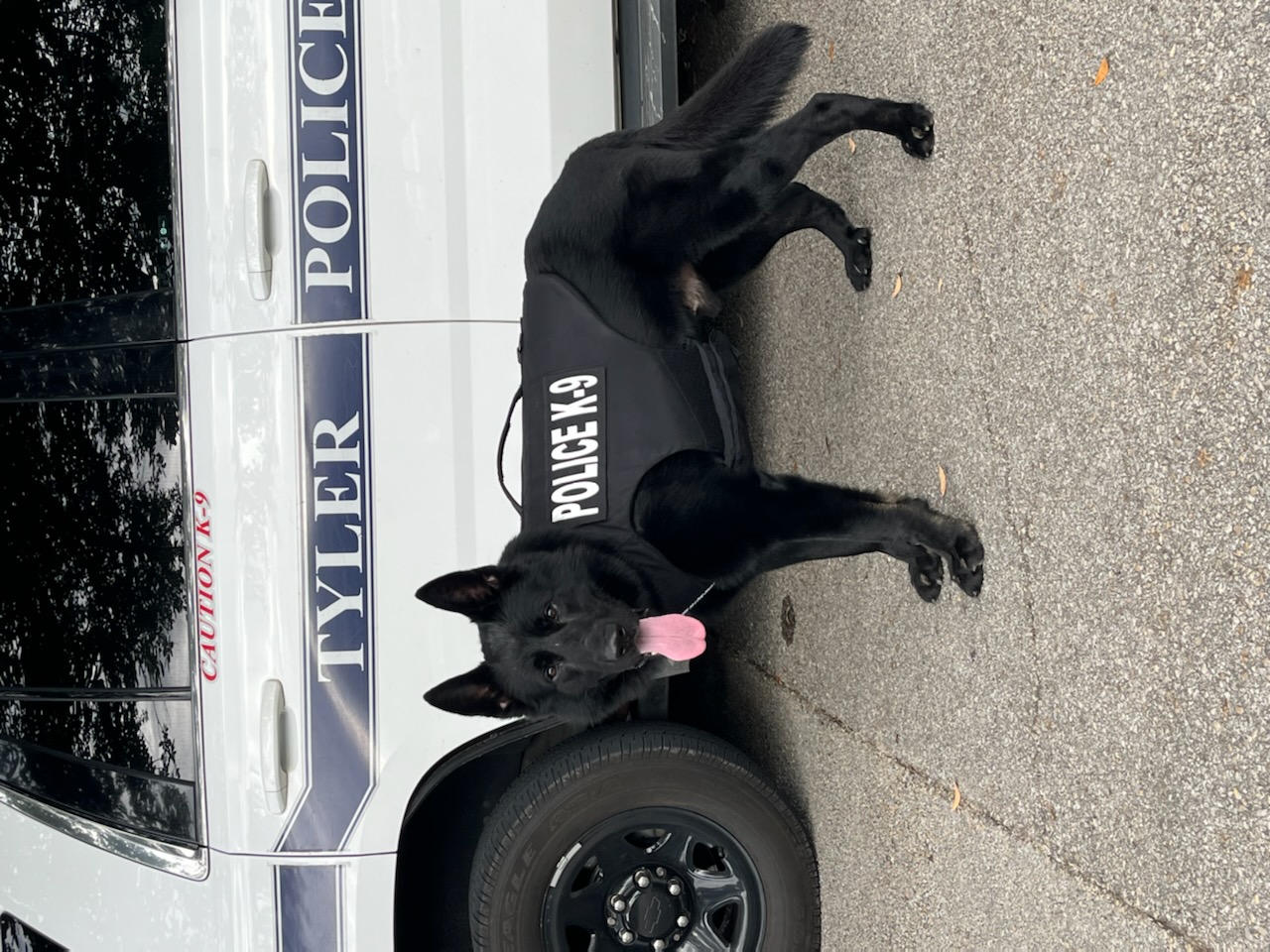 Dino With Body Armor