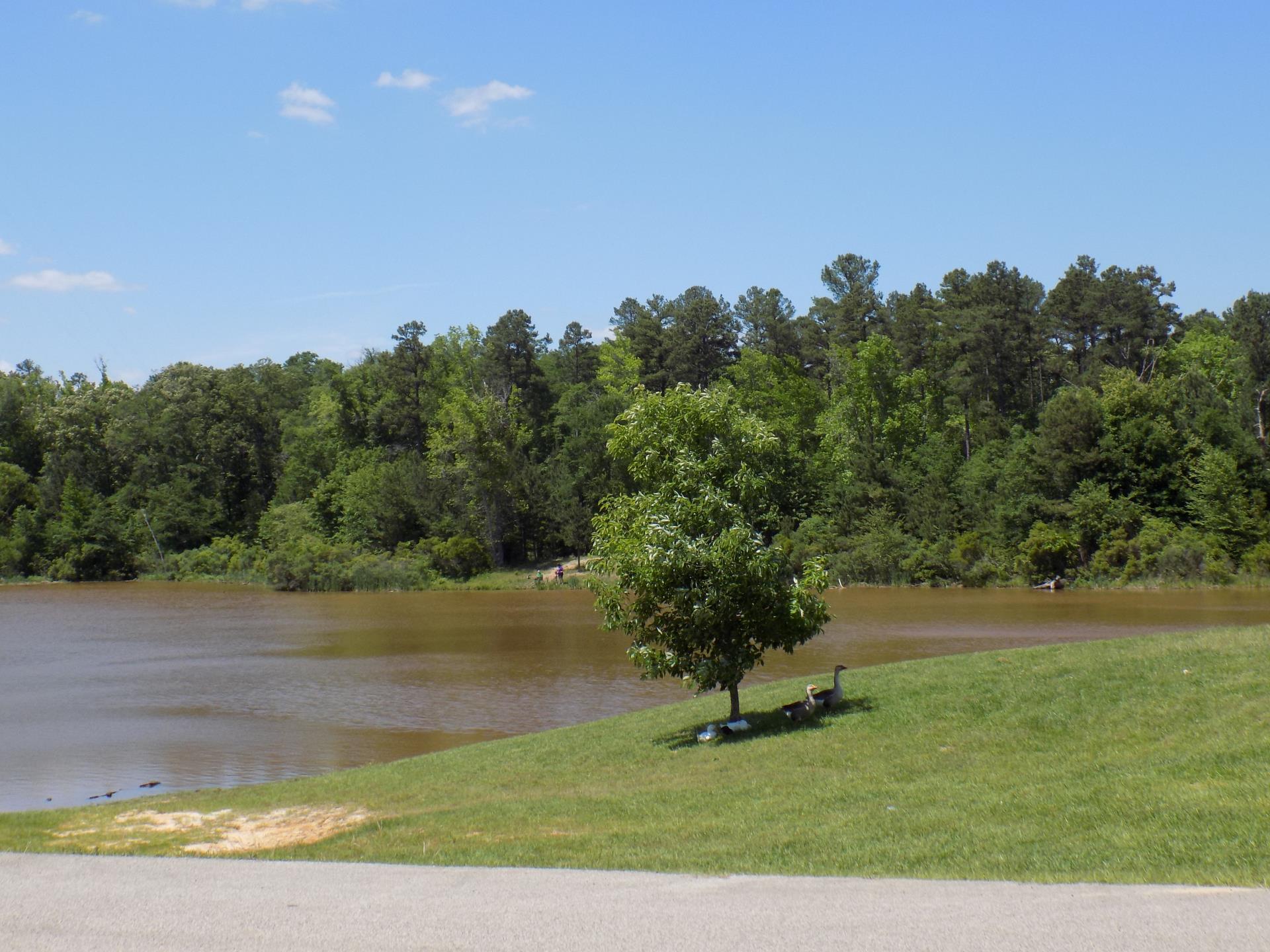 Faulkner Park Pond