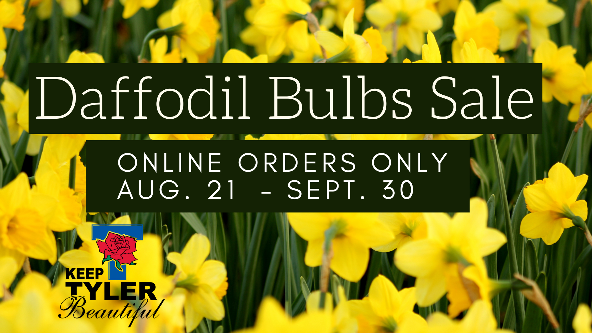 Daffodil Bulbs Sale - Event Brite