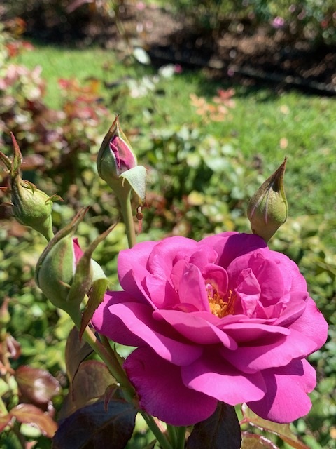 New Pink Blooms For Festival